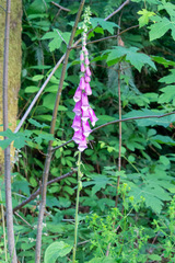 Digitalis purpurea