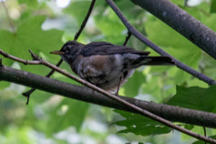 Turdus migratorius