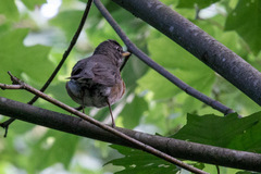 Turdus migratorius