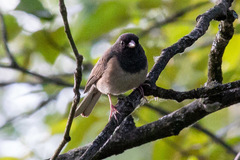 Junco hyemalis