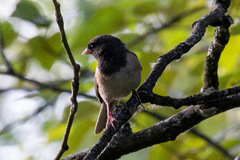 Junco hyemalis