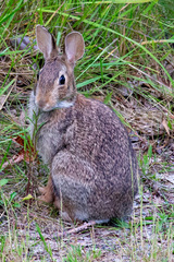 Sylvilagus floridanus