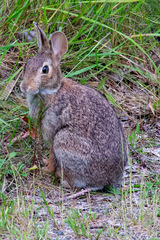 Sylvilagus floridanus