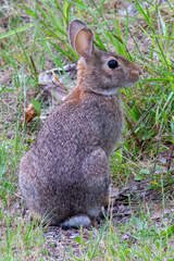 Sylvilagus floridanus