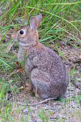 Sylvilagus floridanus