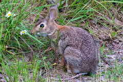 Sylvilagus floridanus