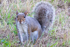 Sciurus carolinensis