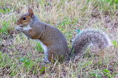 Sciurus carolinensis