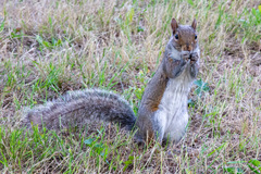 Sciurus carolinensis