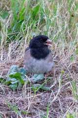 Junco hyemalis