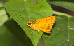 Oriens goloides