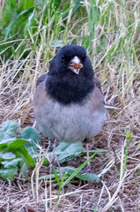 Junco hyemalis