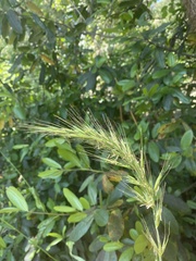 Elymus californicus