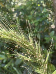 Elymus californicus
