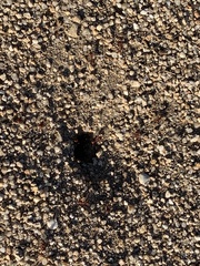 Pogonomyrmex occidentalis