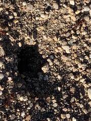 Pogonomyrmex occidentalis