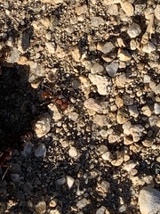 Pogonomyrmex occidentalis