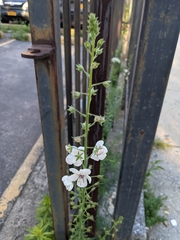 Verbascum blattaria
