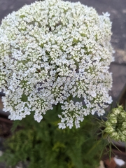Daucus carota