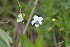 Viola patrinii