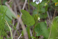 Viola patrinii