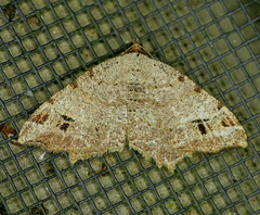 Macaria aequiferaria