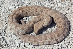 Macrovipera lebetinus schweizeri