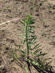 Liatris aspera