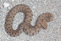 Macrovipera lebetinus schweizeri