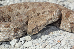 Macrovipera lebetinus schweizeri