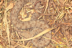Macrovipera lebetinus schweizeri
