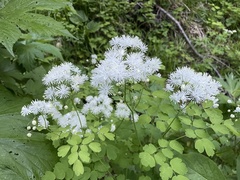 Thalictrum sachalinense