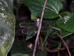 Gynacantha subinterrupta