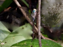 Gynacantha subinterrupta