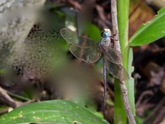 Gynacantha subinterrupta