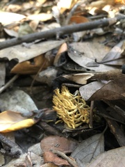 Agaricomycetes