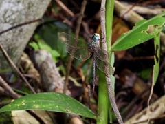 Gynacantha subinterrupta