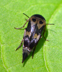 Glipa oculata