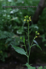 Sisymbrium luteum