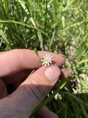 Stellaria humifusa