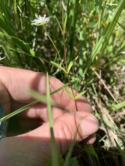 Stellaria humifusa