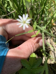 Stellaria humifusa