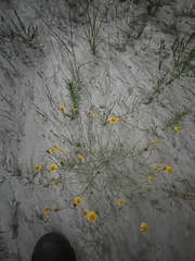 Helenium amarum