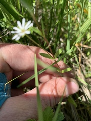 Stellaria humifusa
