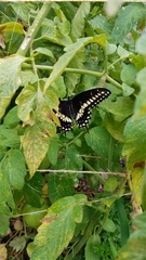 Papilio polyxenes