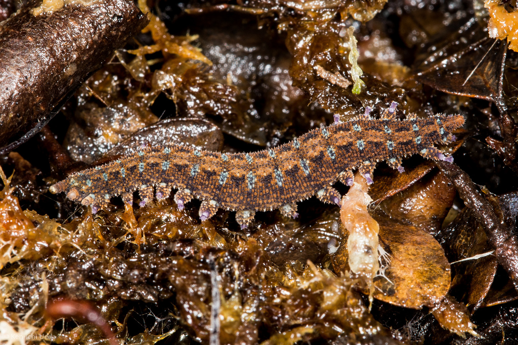 Ooperipatellus viridimaculatus