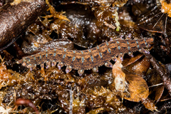 Ooperipatellus