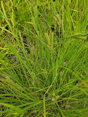 Carex kelloggii