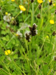 Carex pachystachya