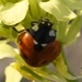 photo of Seven-spotted Lady Beetle (Coccinella septempunctata)